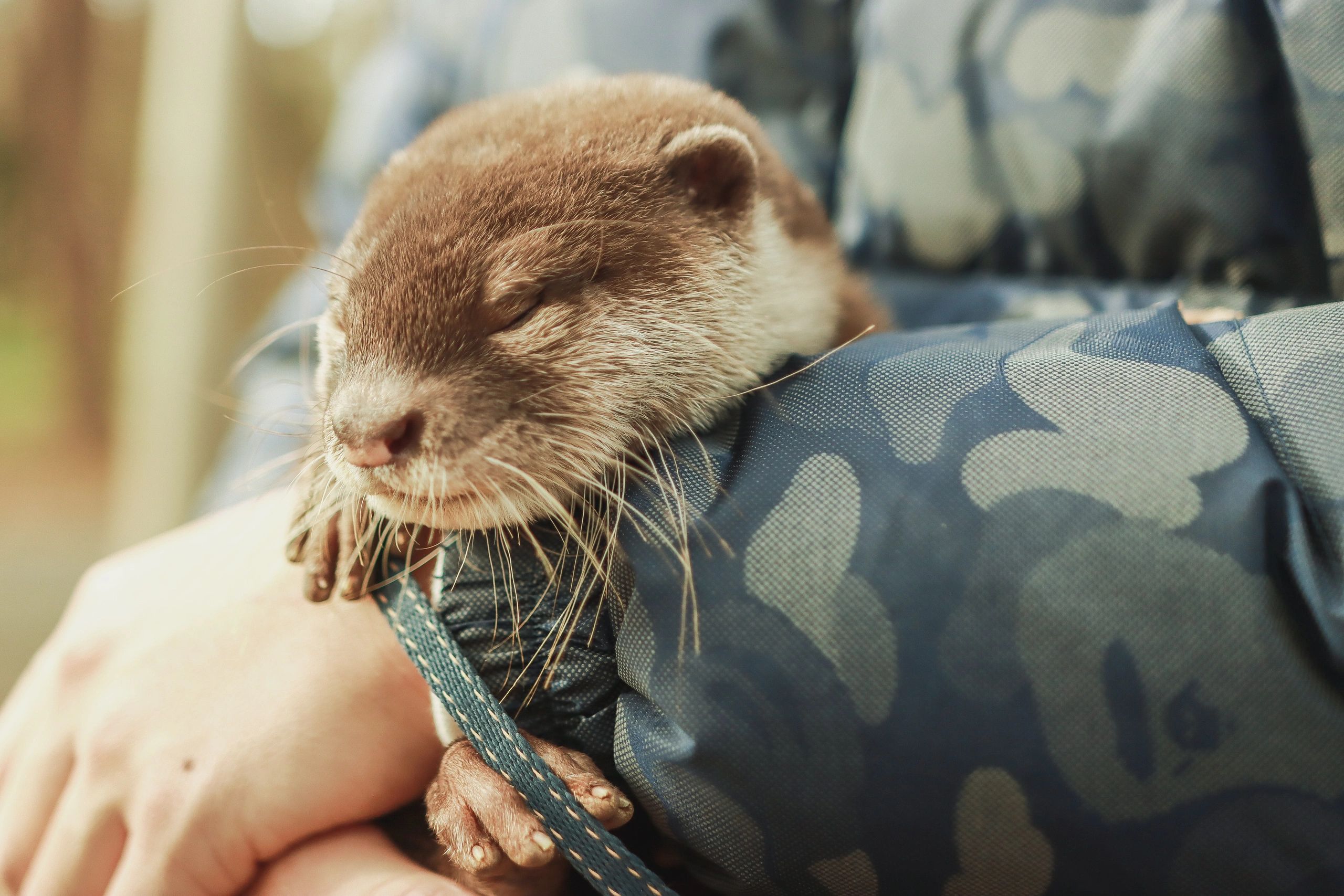 otter fans happy
