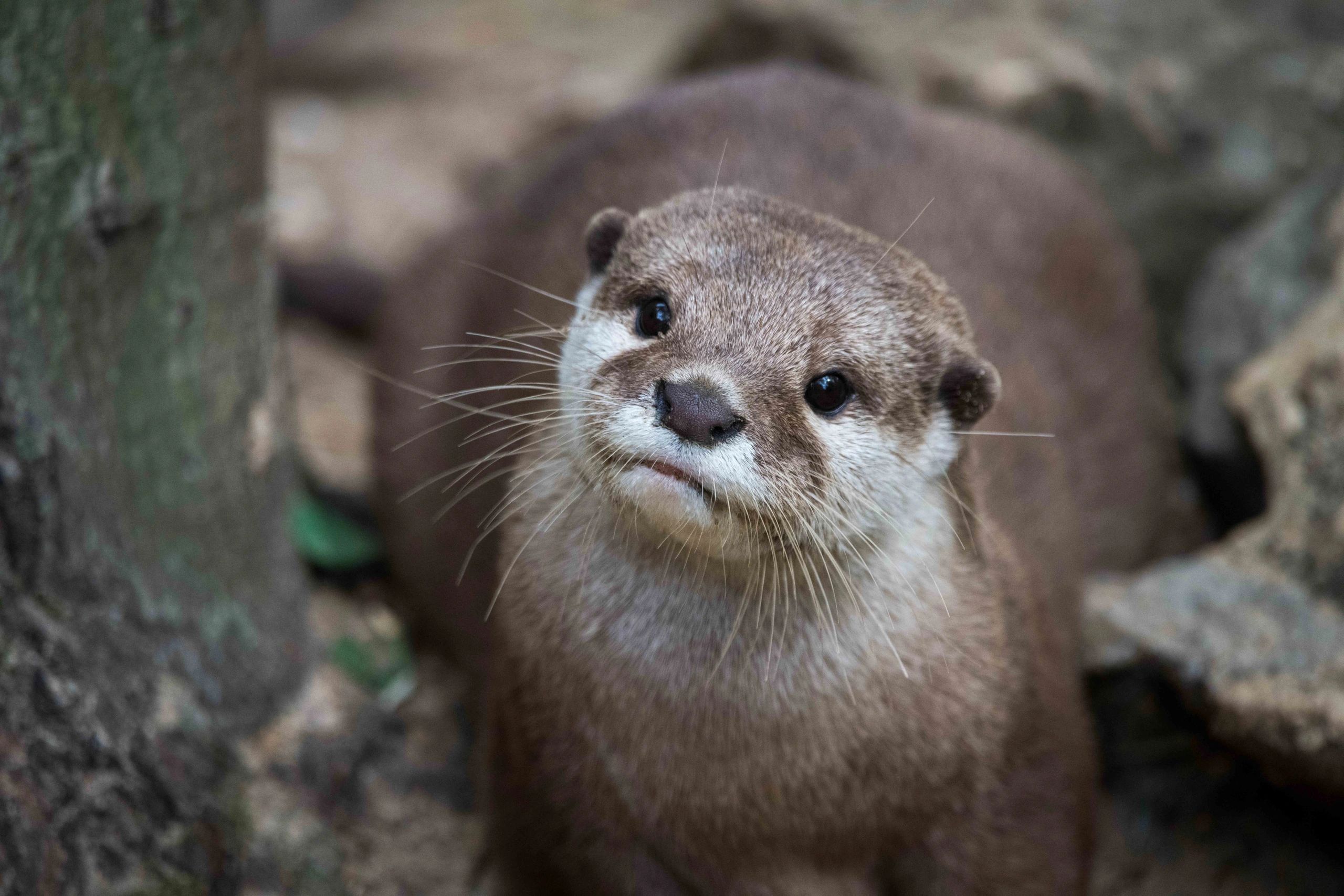 Otter making a funny face