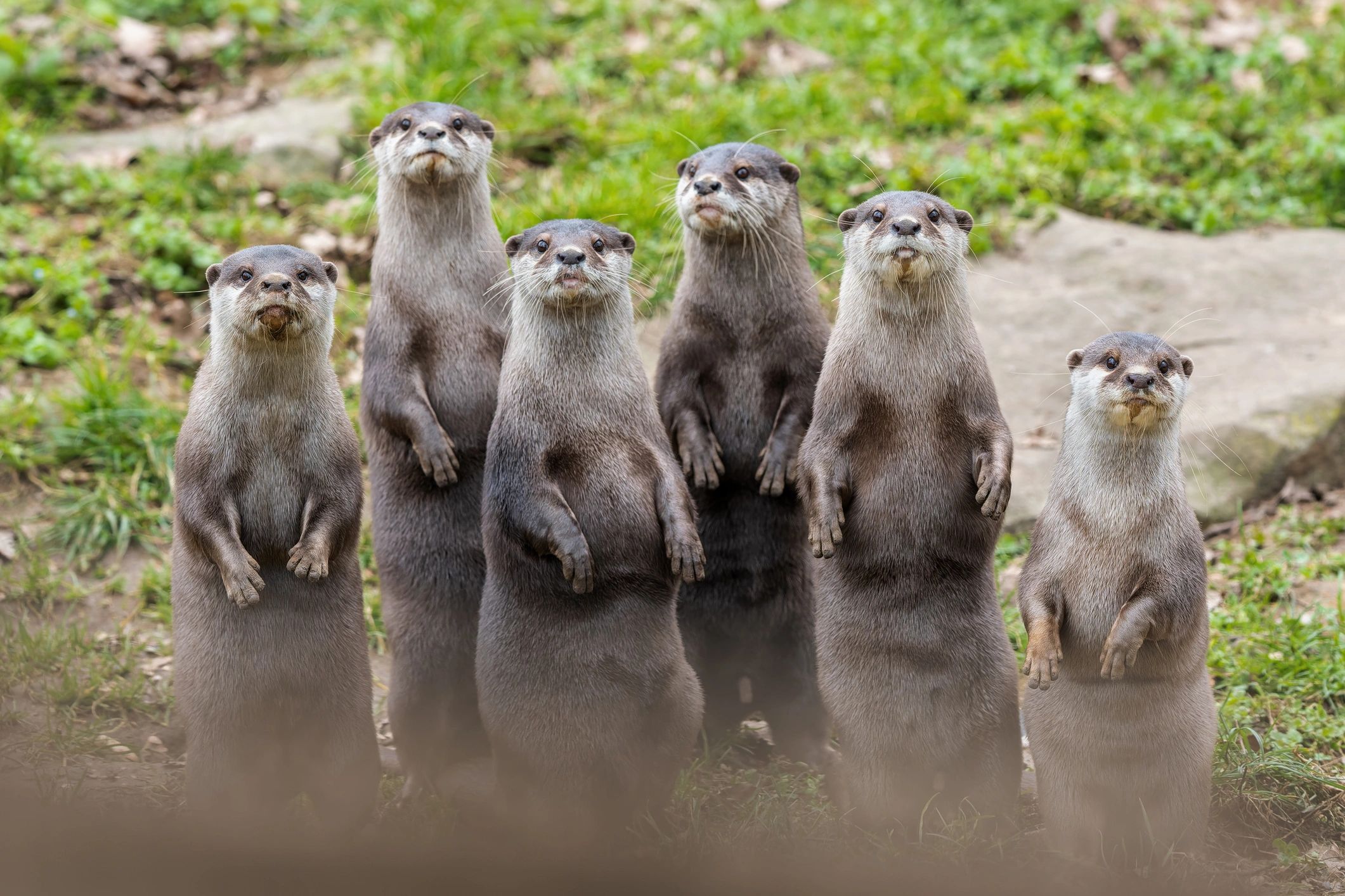 funny otter