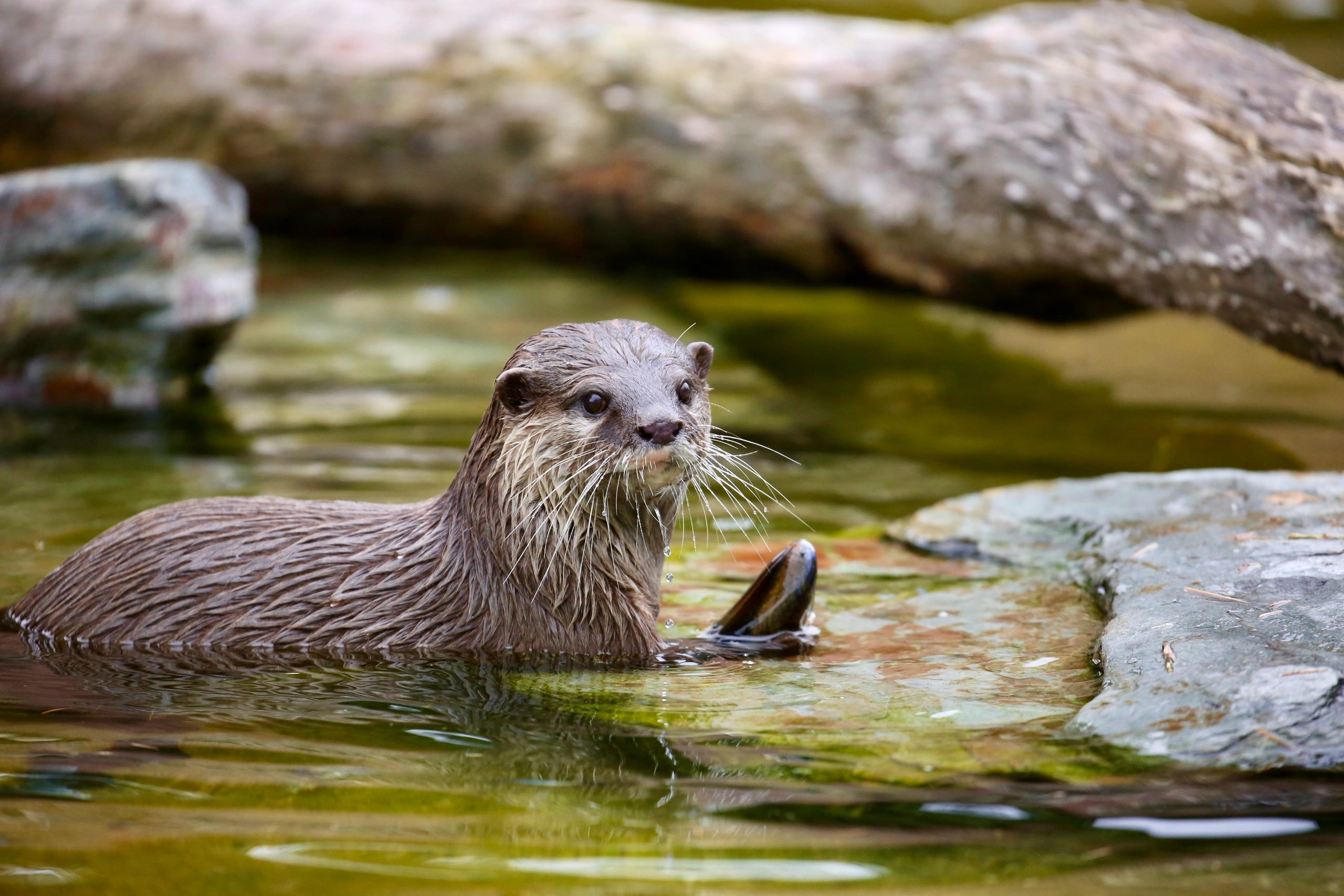 otter using a rock as a tool