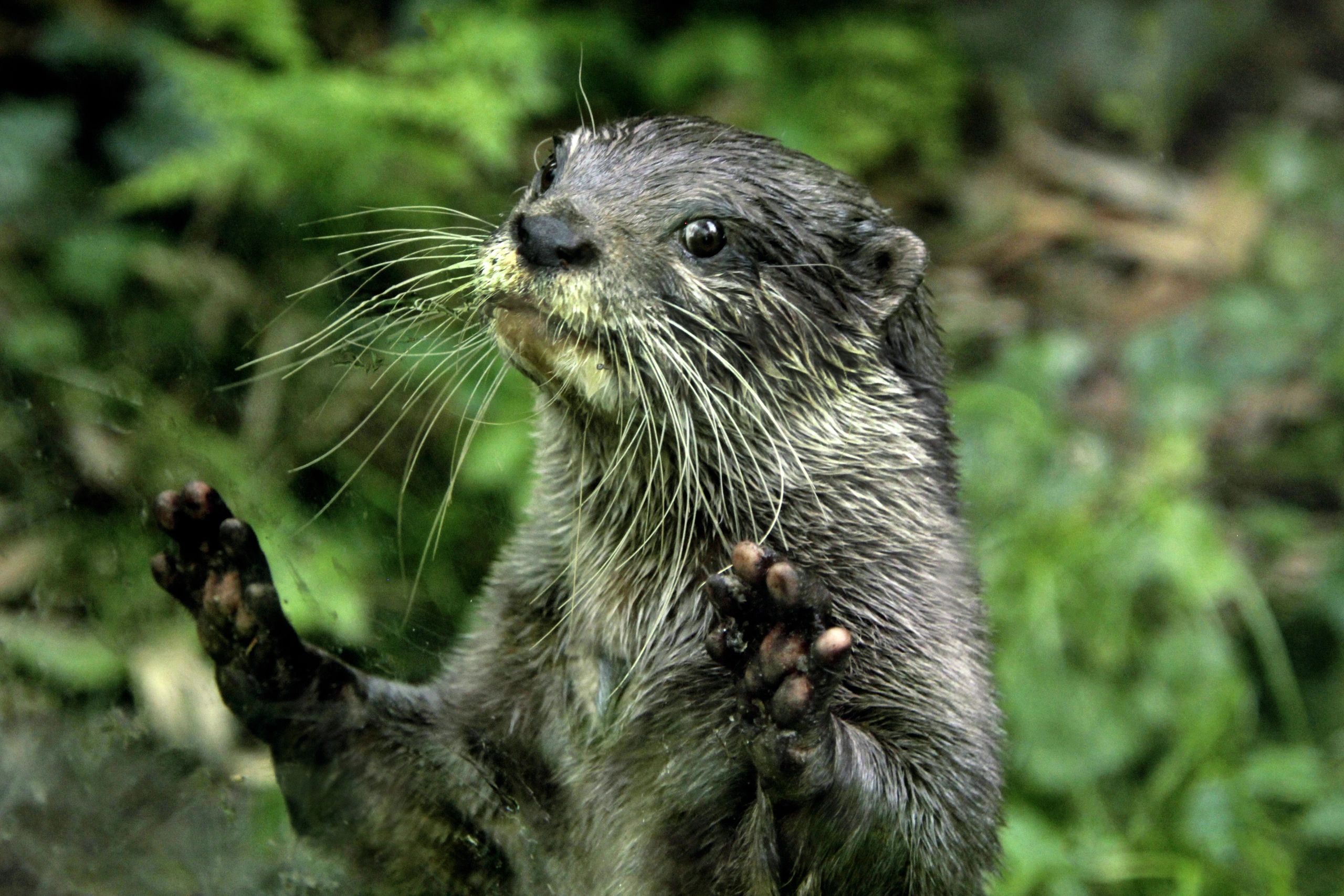 funny otter with a silly expression