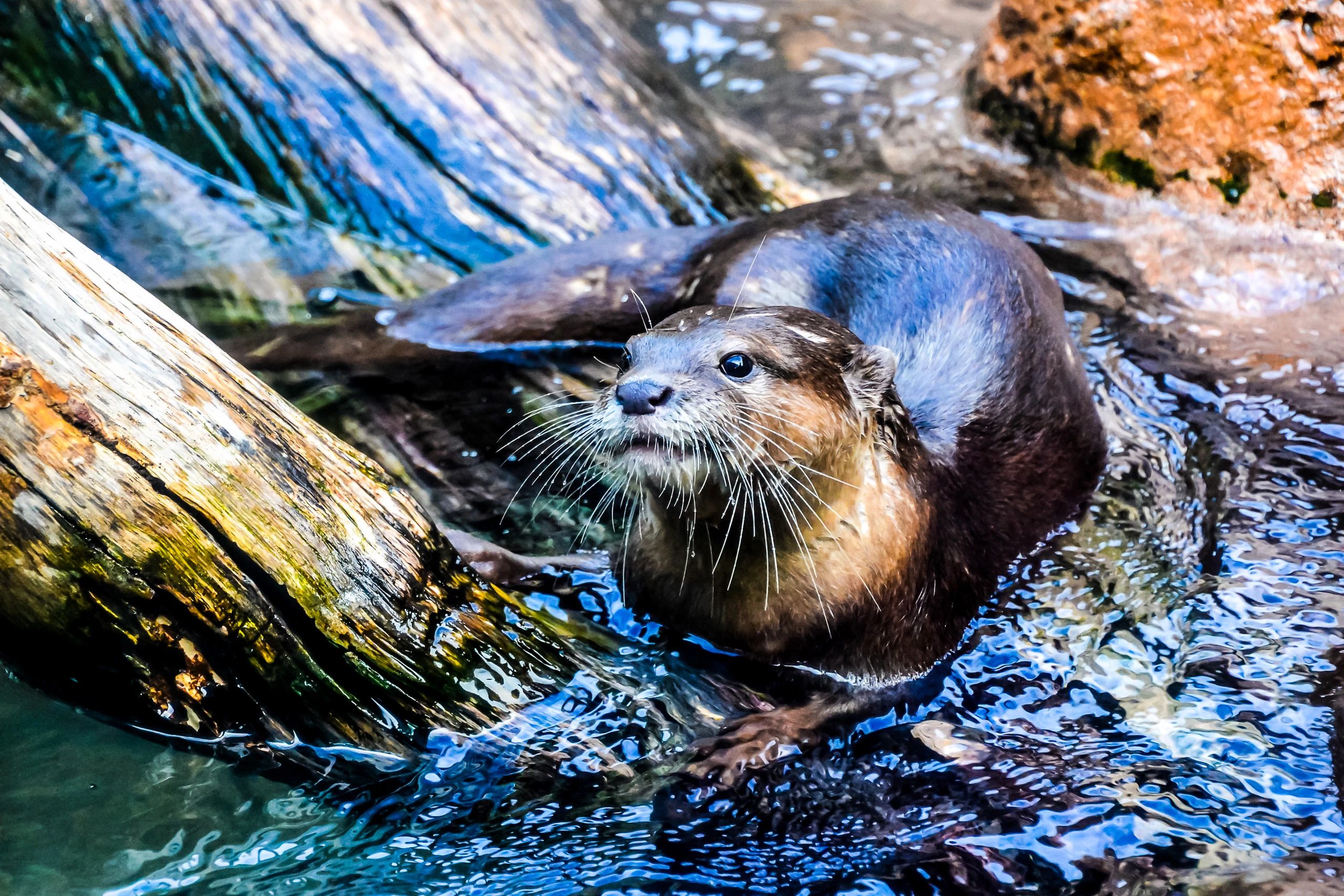 otter looking surprised