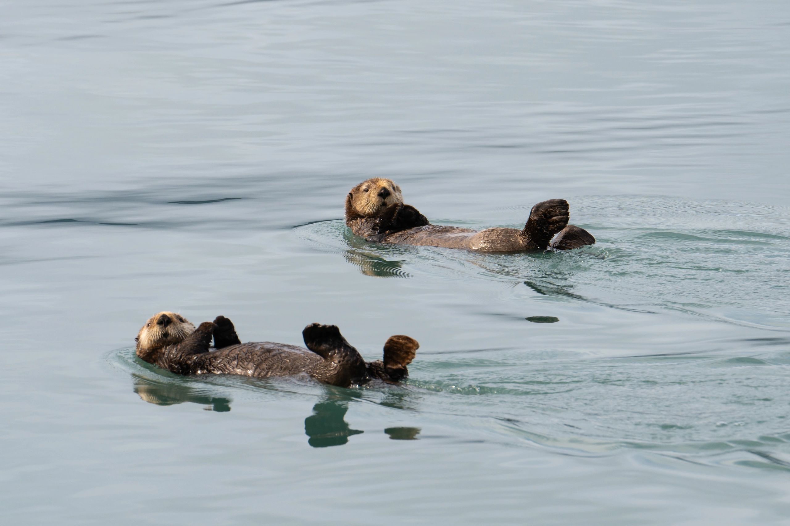 cute otter swimming