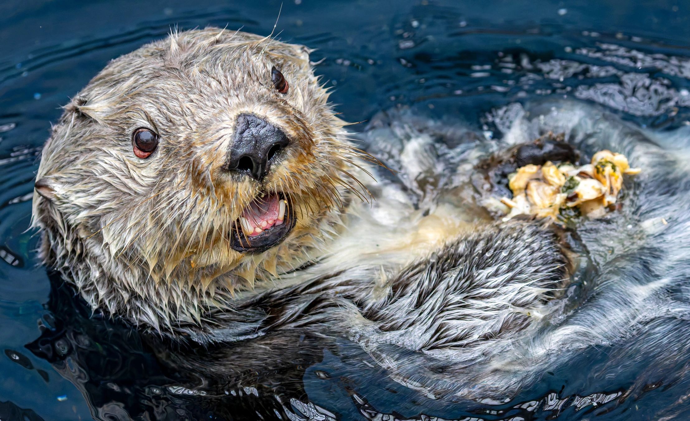 cute otter