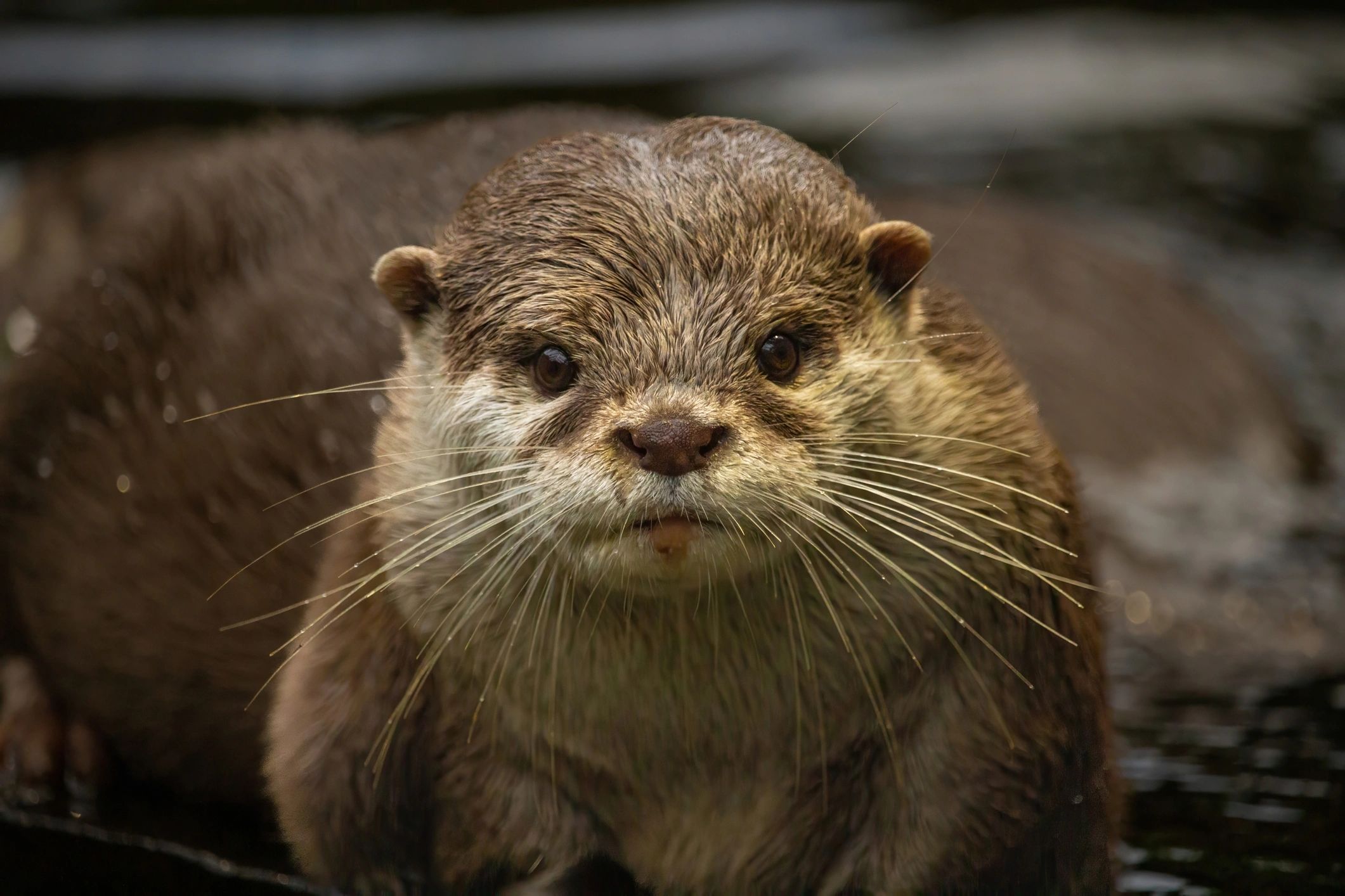 funny otter