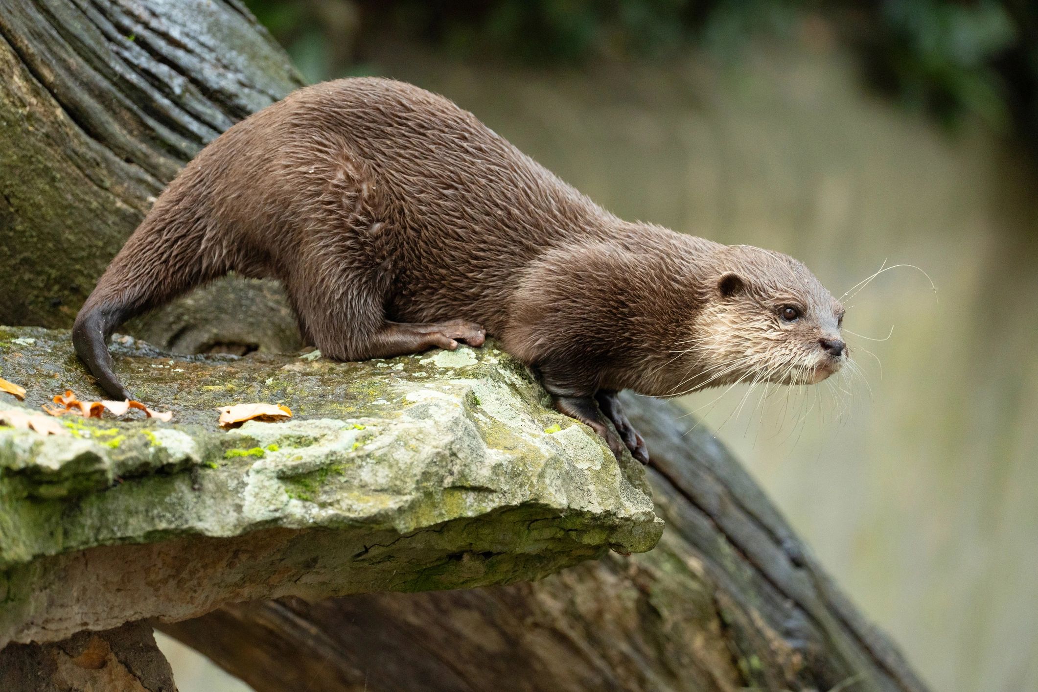 funny otter