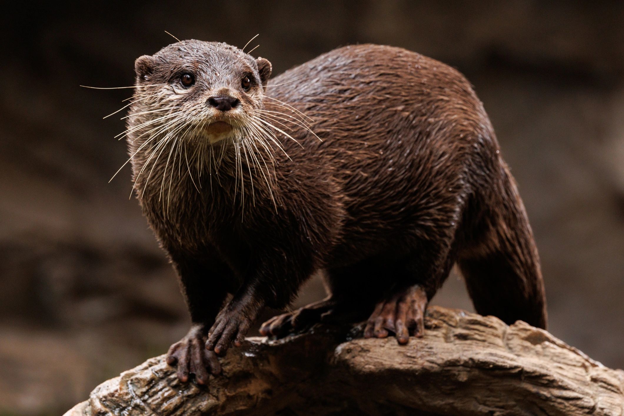 cute otter looking at camera