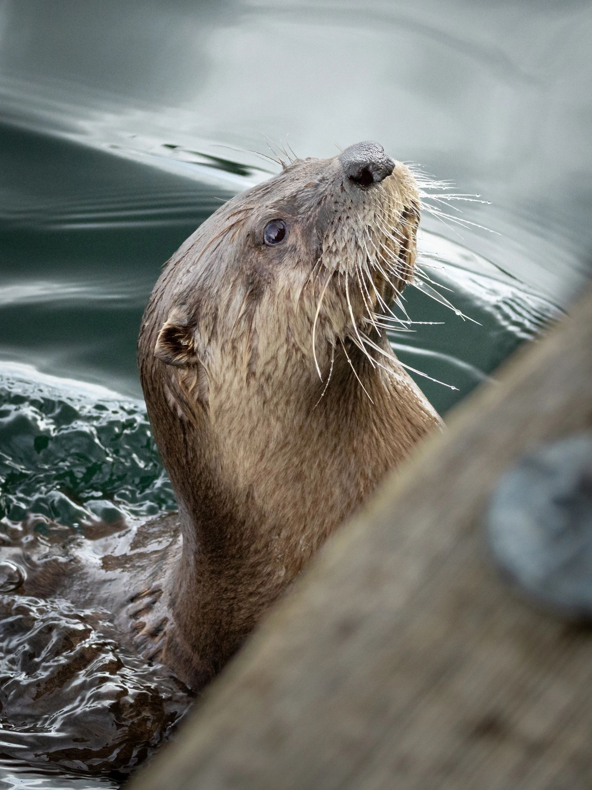 Otter peeking out of water, looking surprised