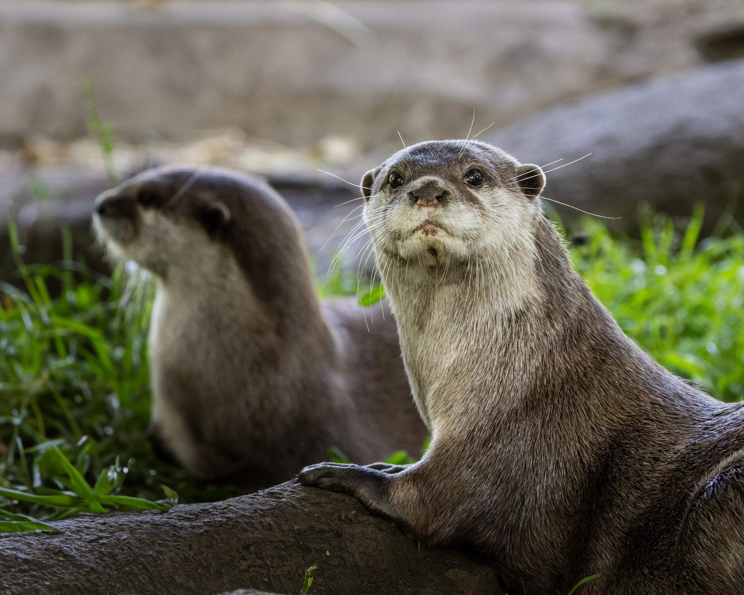 cute otter