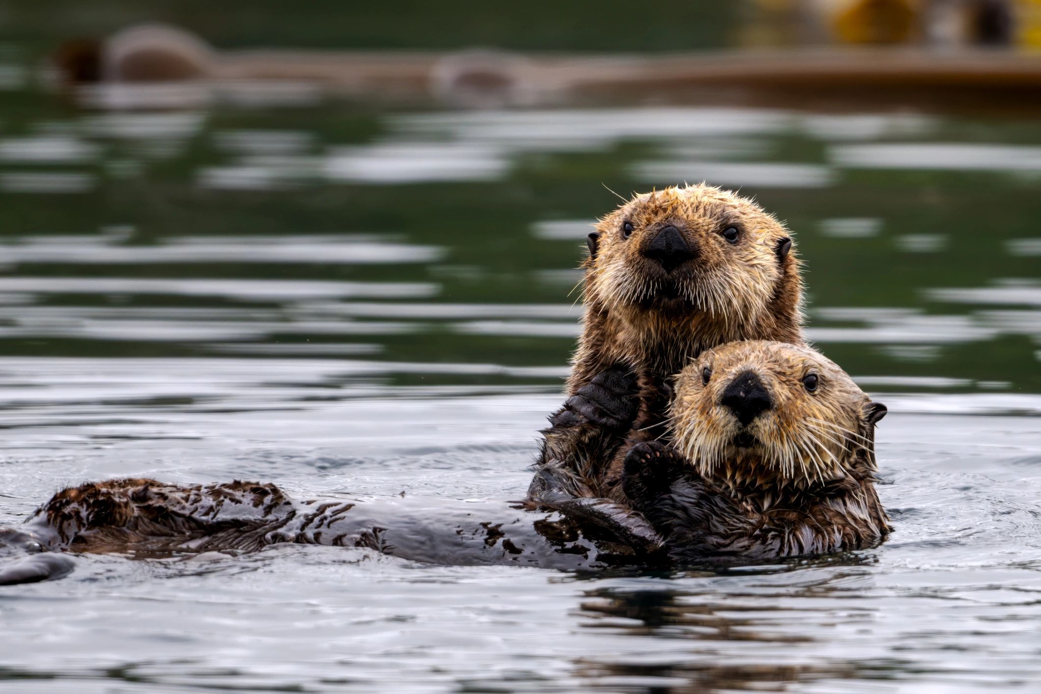 otter group