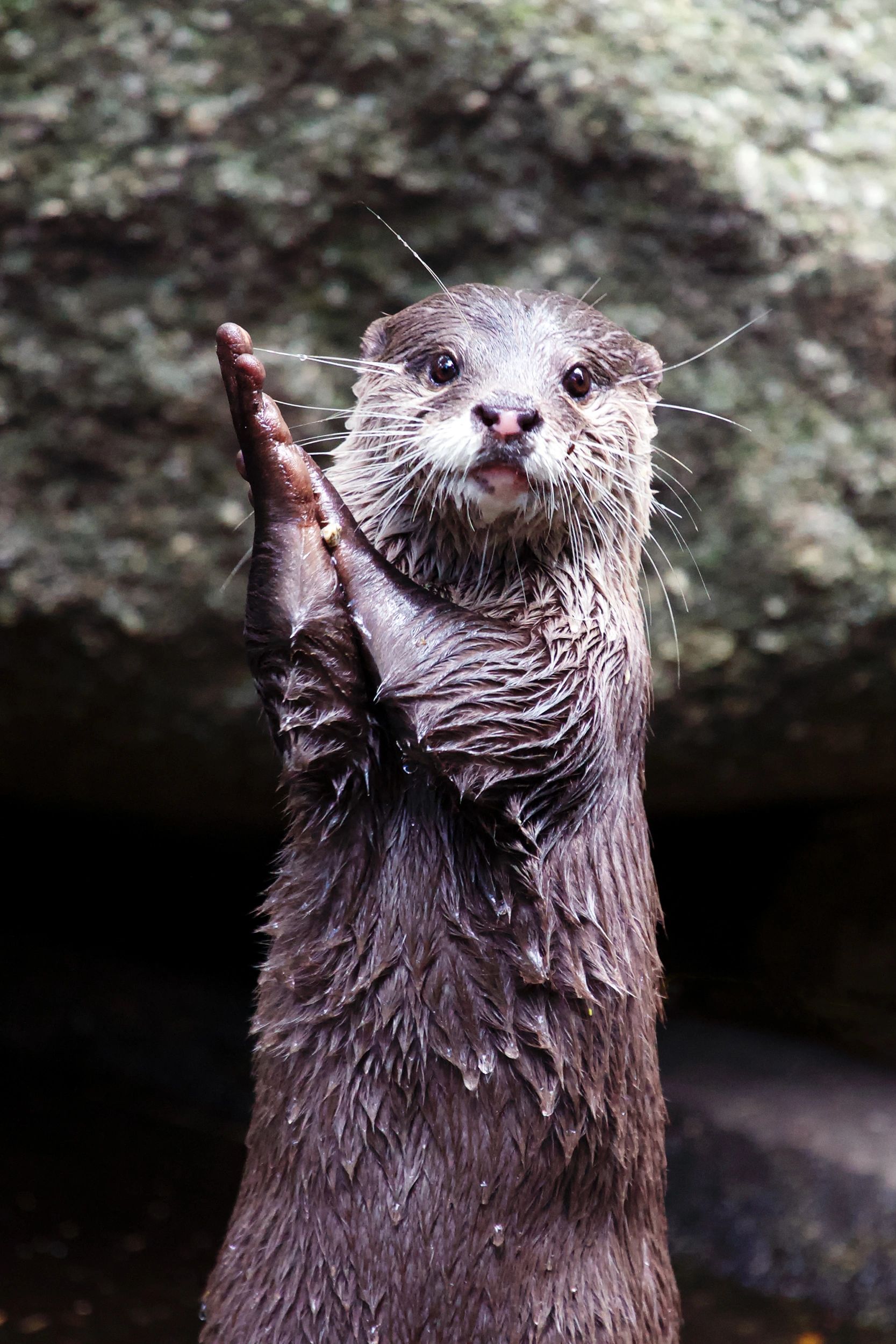 funny otter