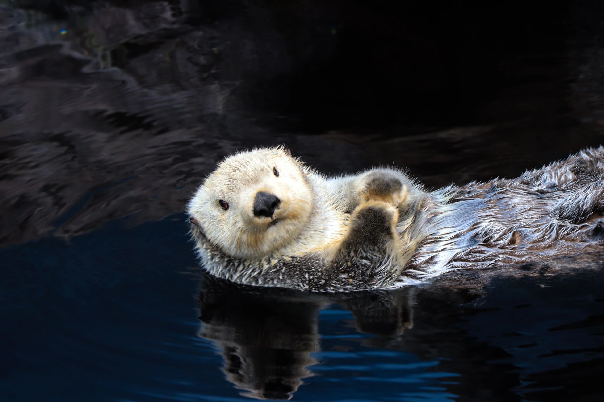 cute otter peeking